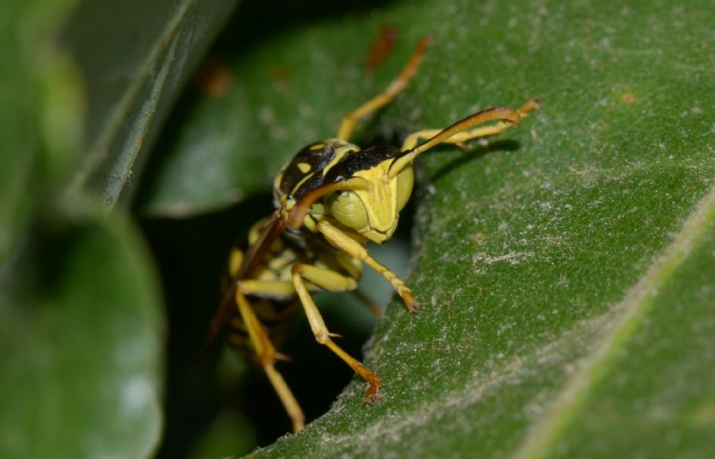 Polistes?  S. maschio di Polistes associus
